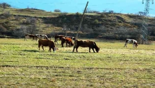 Posof'ta yazdan kalma günler