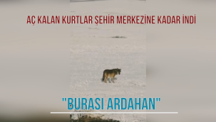 Aç Kalan Kurtlar Şehir Merkezine kadar indi !