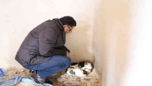 Ardahan Belediyesi sokak hayvanlarını unutmuyor