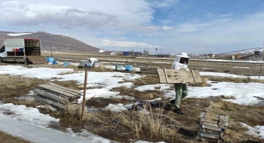 Kafkas arıları kışın bitmesiyle 'mesailerine' başladı