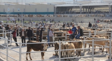 Ardahan’da hayvan pazarı 28 Nisanda açılıyor