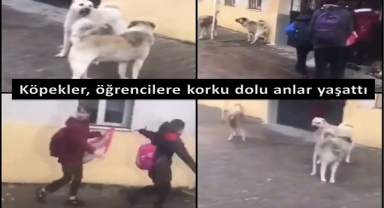 Köpekler, öğrencilere korku dolu anlar yaşattı