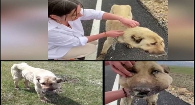 YARALI VE HASTA KÖPEĞE VATANDAŞ DUYARSIZ KALMADI
