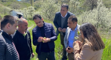 CANCUR ERİĞİ VE BADELE ELMASINA SAHİP ÇIKILIYOR
