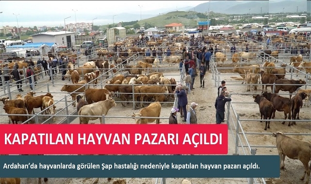 HAYVAN PAZARI AÇILDI