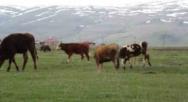 Hayvanlar meralarda otlatılmaya başlandı