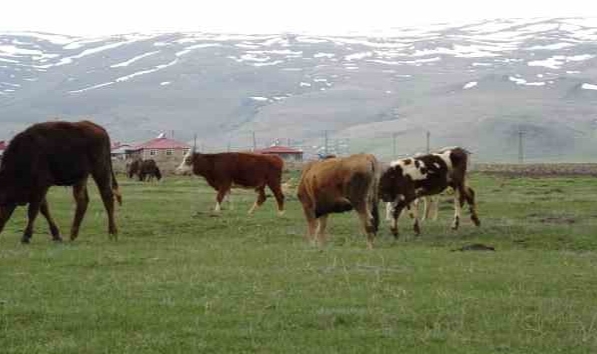 Hayvanlar meralarda otlatılmaya başlandı