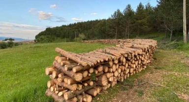 Ardahan'da ağaç katliamı!