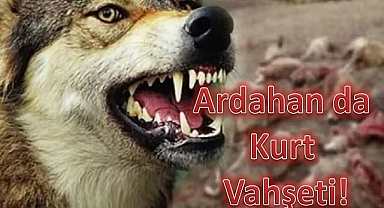 ARDAHAN'DA KURT VAHŞETİ!