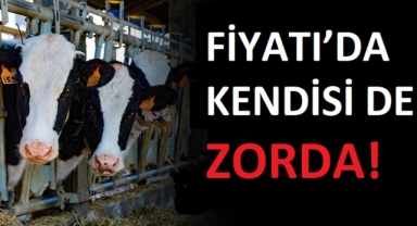 FİYATI’DA KENDİSİ DE ZORDA!