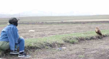 Kuş gözlemcisi ile kızıl şahinin dostluğu