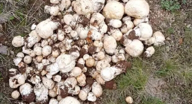 Mantar sezonu sona eriyor