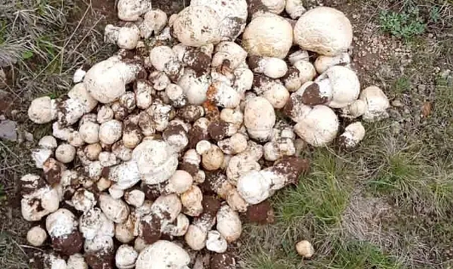 Mantar sezonu sona eriyor