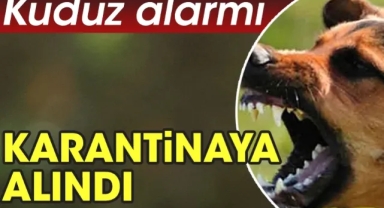 Şimdi de Kuduz vakası!