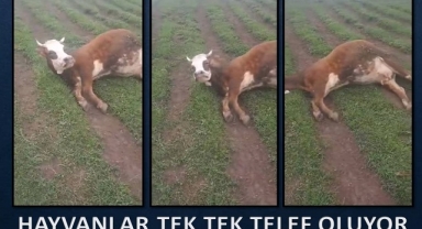 TEK TEK TELEF OLUYORLAR!