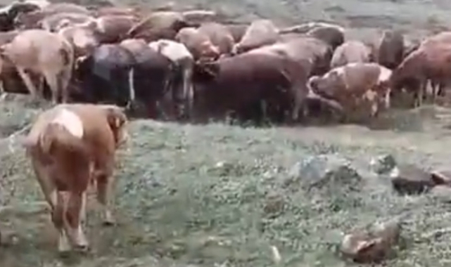 Ardahan da Temmuz ayında kar