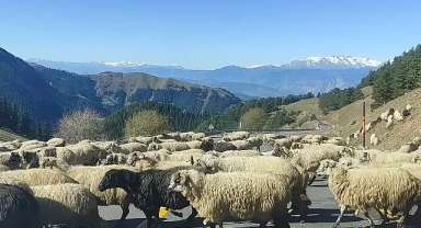 Koyun sürüsü karayolunu trafiğe kapattı