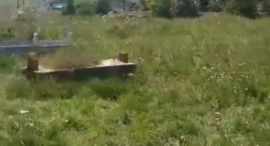 OTLARIN İÇİNDE MEZAR ARIYOR!