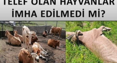 ŞİMDİ DE İMHA SORUNU!