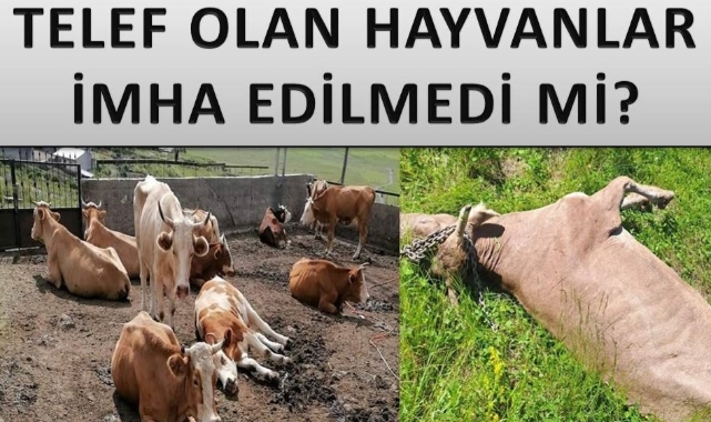 ŞİMDİ DE İMHA SORUNU!