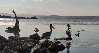 Pelikanlar Akçakale Adası'nın maskotu oldu