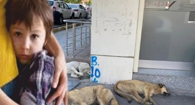 Vatandaşın başı köpeklerle dertte!