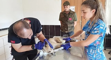 Yaralı tilki tedavi altına alındı