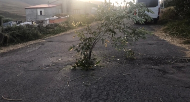 ARDAHAN YOLLARI AĞAÇ OLDU!