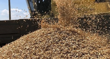 Çiftçi, Kavılca buğdayına destek bekliyor