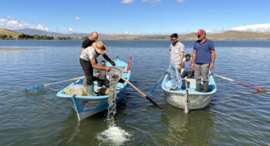 Çıldır Gölü'ne 150 bin aynalı sazan balığı yavrusu bırakıldı