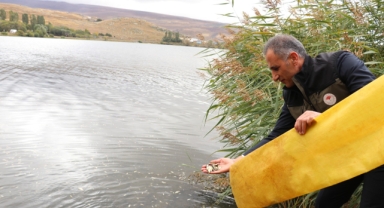 Çıldır Gölüne Sazan yavruları bırakıldı