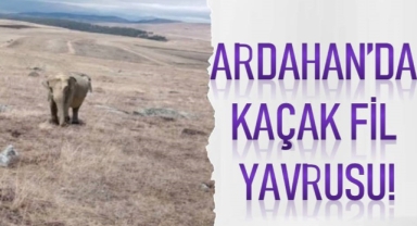 Ardahan’da Kaçak Fil Yavrusu!