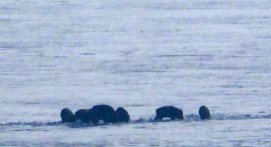 Ardahan ovasında yiyecek arayan domuz sürüsü görüntülendi