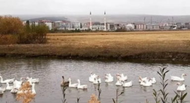 Kar yağmadan kesilmeye başlandı