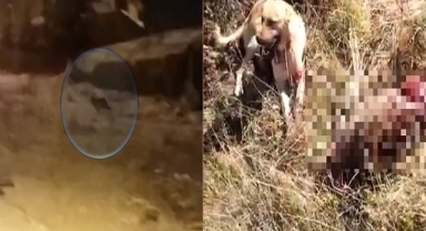 Kurtlar ve domuzlar şehir merkezlerine inmeye başladı