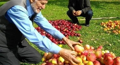 Posof'un kırmızı elması tezgahlarda