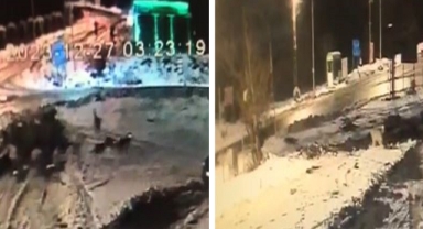 Aç kalan kurtlar köpeğe saldırdı