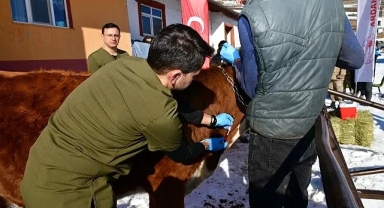 Aşılama buzağı ölümlerinin önüne geçermi?