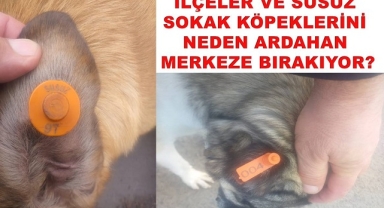 Bunlara Belediye mi çanak tutuyor?