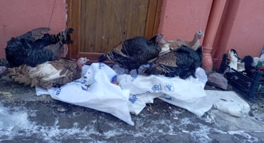 Yılbaşı hindileri satışa çıktı