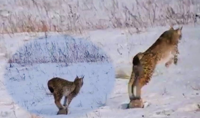 Ardahan'da vaşak görüntülendi