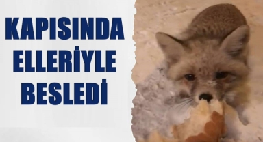 Kapısına kadar gelen tilkiyi elleriyle besledi