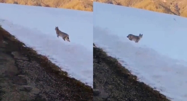 Arazide yiyecek arayan vaşak görüntülendi