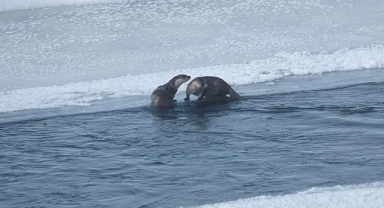 Ardahan'da su samuru görüntülendi