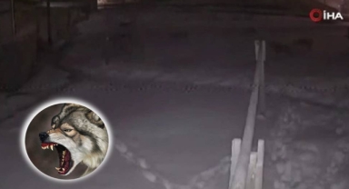 Şehre inen aç kurtlar köpeğe ikinci kez saldırdı