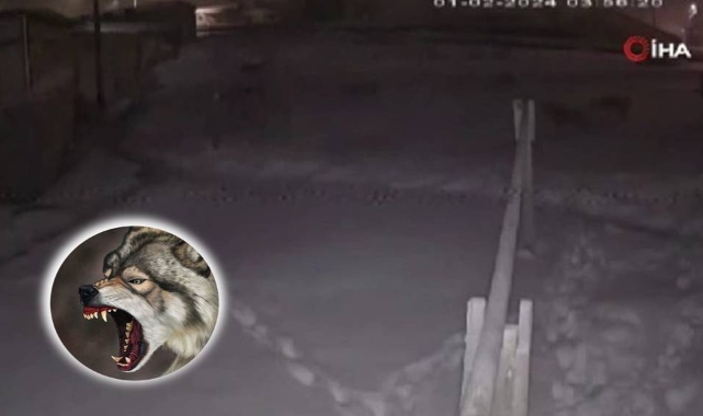 Şehre inen aç kurtlar köpeğe ikinci kez saldırdı