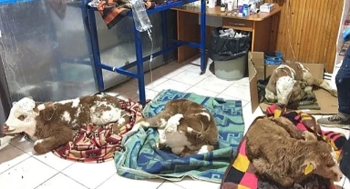 Buzağı ölümlerin de artış!