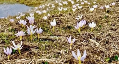 Kardelenler çiçekleri açmaya başladı