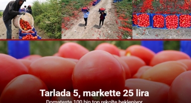 Domateste 100 bin ton rekolte bekleniyor