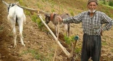 Traktör Yerine At ve Merkep Kullanımı Yaygınlaşıyor!
